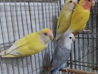 Son kalan sevda papaganları buyrun sizde sahiplenin