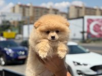 Ankaranın en seçkin pomeranian boo yavruları