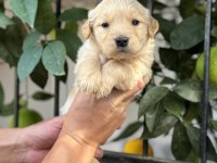 Irk ve Sağlık Garantili Golden Retriever