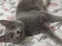 British Shorthair 6-7 Aylık