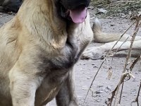 KÖPEKLERİ SAHİPLENDİRİYORUZ