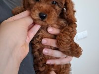 Ev Doğumlu Ailemizde Büyüyen Toy Poodle Yavrularım