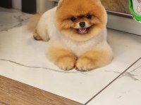 GERÇEK AYI SURAT POMERANİAN BOO TÜRKİYENİN ENLERİ