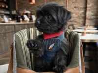 Black morkie çok sevimli