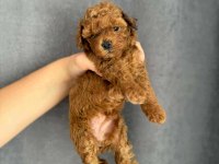 ORJİNAL  RED BROWN BABY FACE TOY POODLE YAVRULAR