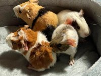 Guineapig Yavrular Aynı Gün Set Halinde Teslim Edilir