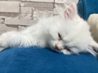 1 buçuk aylık dişi british longhair