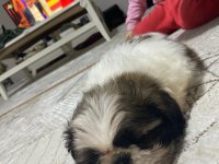 yavru şitsu köpeği