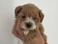 Ev üretimi GERÇEK TEACUP MALTİPOO