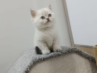 Point british shorthair kız kardeşler