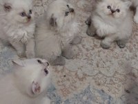 TOPKAFA KAN HATTI BELLİ SAFKAN CİNS KEDİLER