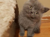 Veteriner kliniğinden safkan yavrular scottish fold