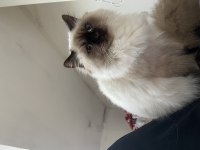 9 Aylık Erkek Kedimiz