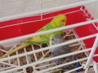 Sahiplendirilecek muhabbet kuşlar