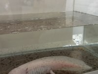 Beyaz albino axolotl