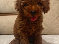 TOY POODLE BEBEKLER