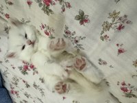 Chinchilla yavrularım