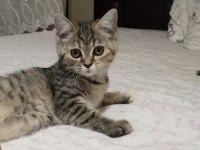 2 aylık iki adet yavrumuz sahiplendirilecek