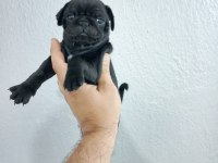 Pug mops yavrularımız teslime hazır