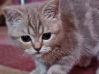 Bir dişi ve bir erkek british shorthair yavrum
