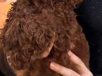 Orjinal kore kan toy poodle bebeklerimiz