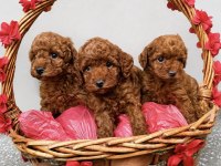 Poodle Bebekleri