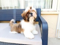 EŞSİZ SHİH TZU YAVRULARIMIZ YENİ YUVALARINI ARIYOR