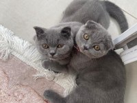 4 aylık scottish fold miniklerim acil sahiplendirilecektir