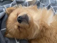 Köpeğimiz yoda yeni yuvasını arıyor