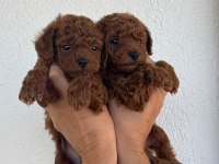ÖZEL RED BROWN MİNİ TOY POODLE YAVRULARI