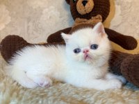 İDDİA EDİYORUM ÜLKEDEKİ EN İYİ İRAN KEDİSİ YAVRULAR
