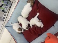Ücretsiz jack Russell yavruları