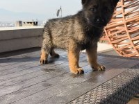 Alman kurdu yavrularımız