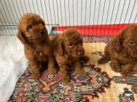 Kore red poodle