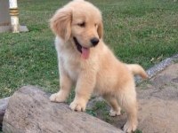 2 Aylık Yumurcak Golden Retriever Yavrular
