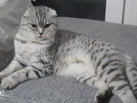 Son british shorthair yavrumuz