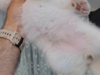 Scottish fold kedimiz