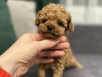 Poodle Saf Irk Köpeğim