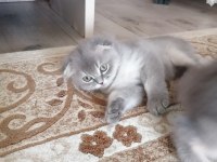 3 aylık 2 dişi 1 erkek scottish fold gri renk