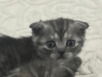 Scottish fold teslime hazır