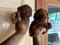 Poodle Yavrular