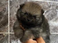 Orjinal ayı surat pomeranian boo yavrular