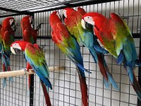 KIRMIZI MACAW ARA PAPAĞANLARI