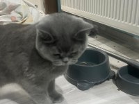 British shorthair 4 yaşında