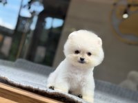 Pomeranian bebek