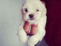 Minyatür boy maltese yavrular