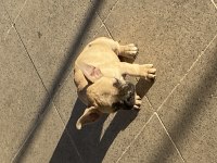 FRENCH bulldog
