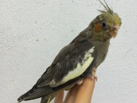 Sultan papağanı 45-50 günlük