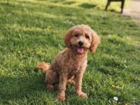 7 Aylık Dişi Toy Poodle