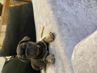 FRENCH BULLDOG EGZOTIK RENKLER